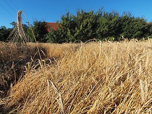 Arable field near Vienna.