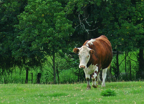 Cow