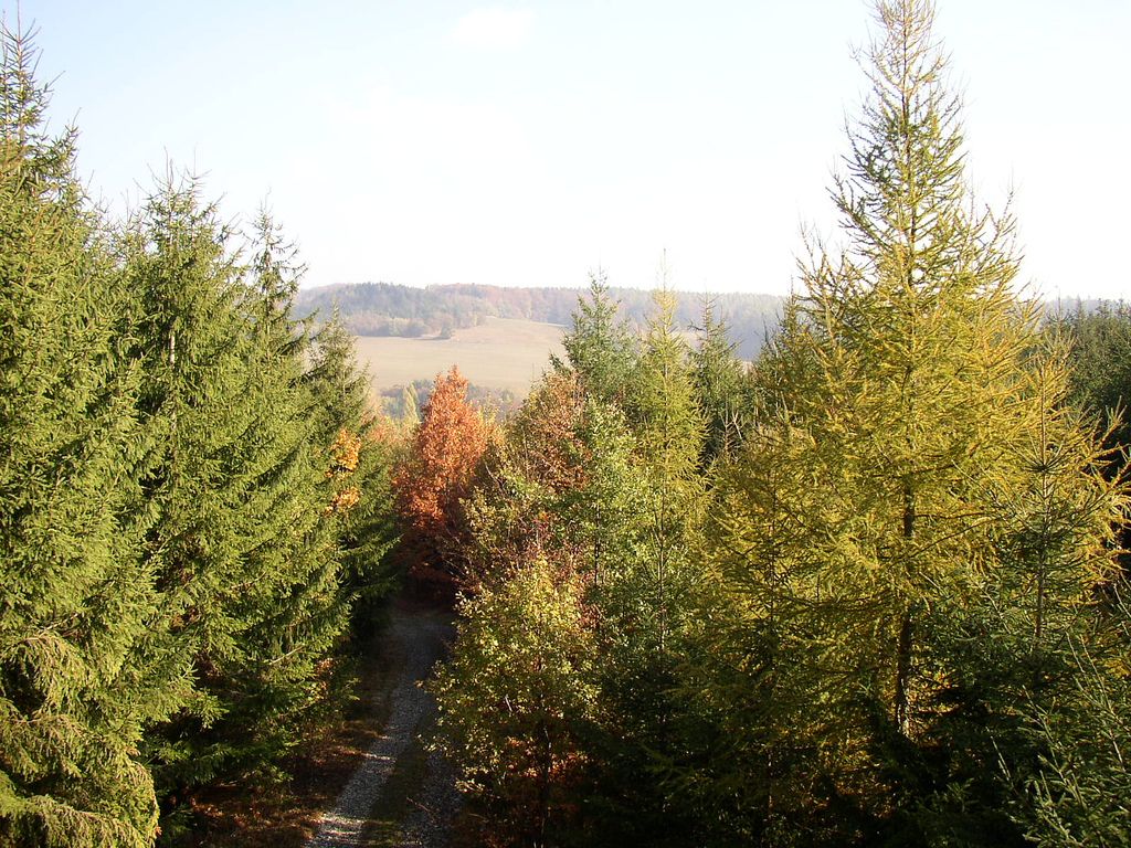 Forest between Oskava, Mostkov and Vaclavov, small villages in North Moravia, Czech Republic