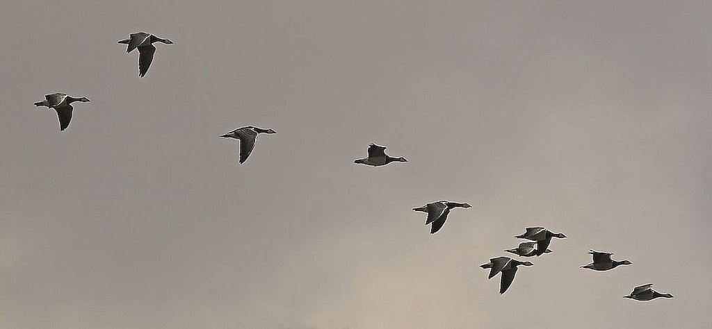 Barnacle geese migrating 