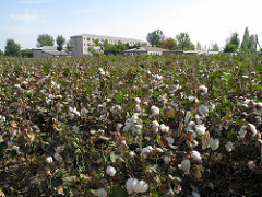 Bomullsodling i Uzbekistan